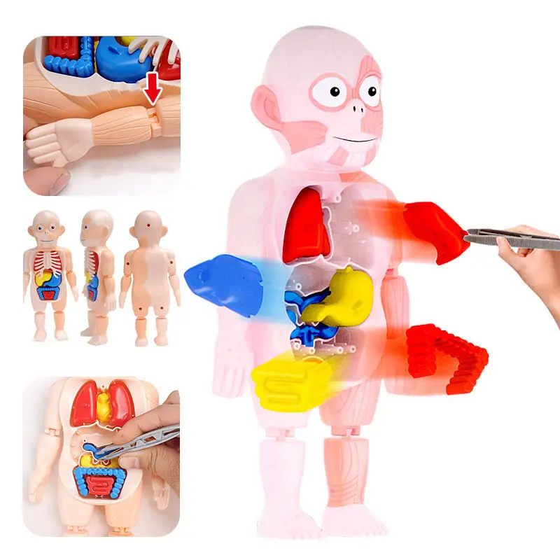 Human Body Organ Structure Model Toys Science Educational Diy Kit